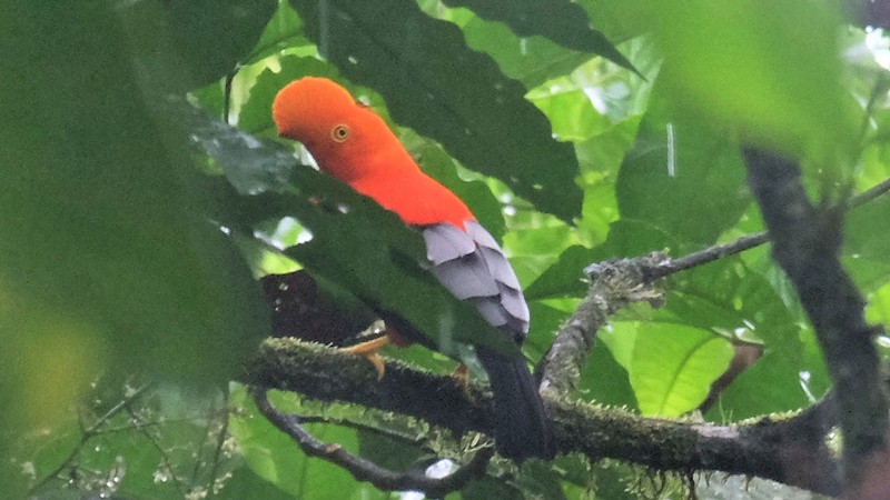 An Andean cock-of-the-rock bird.