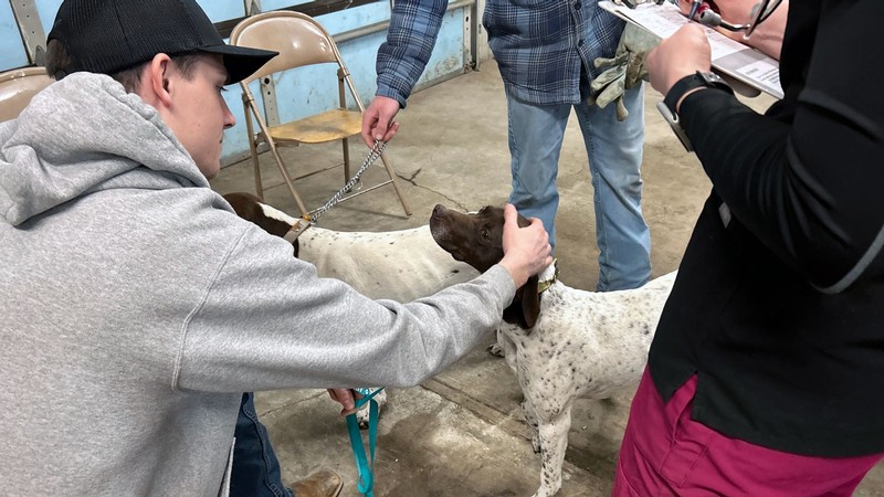 Veterinary medicine students examining a dog.