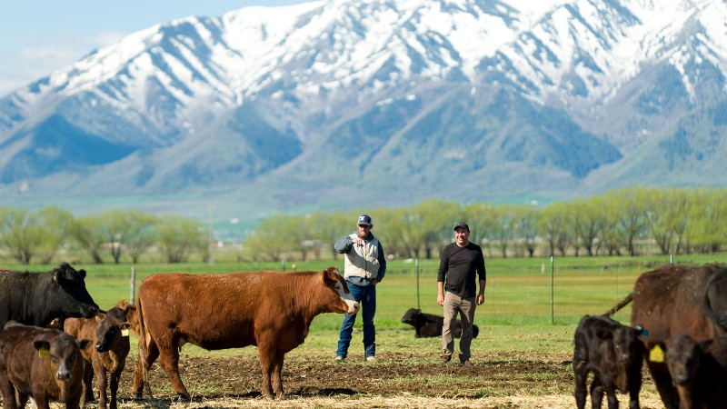 People standing in a field with cattle.