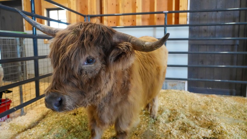 A hairy bovine in a pen.