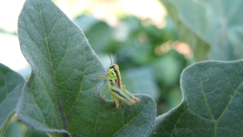A grasshopper on a leaf.