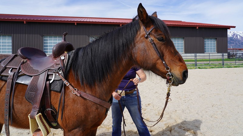 A person leading a horse in tack.