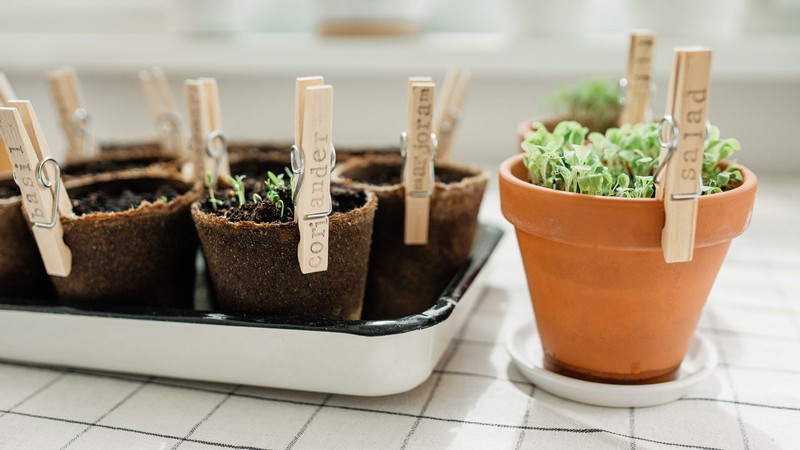 Plant starts in cups.