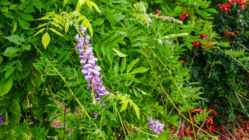 A wisteria plant.