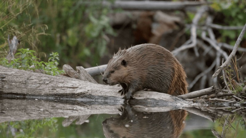A beaver on a stream.