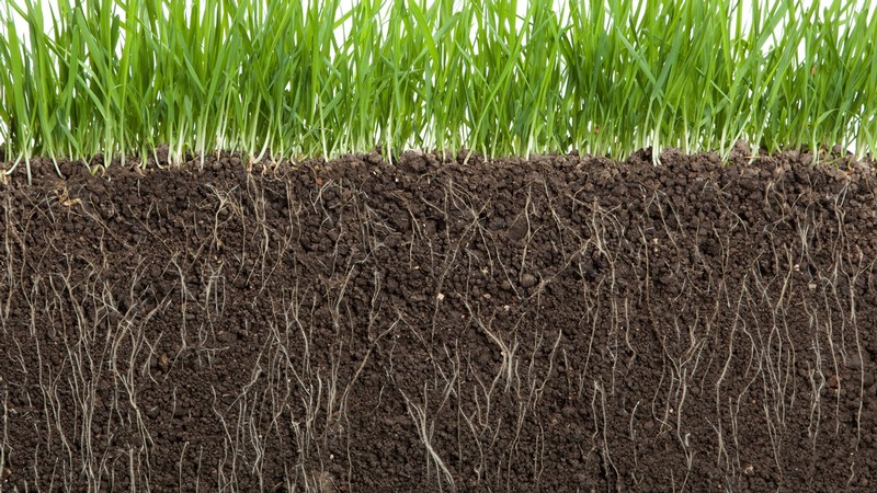 A cross-section showing grassroots growing down into soil.