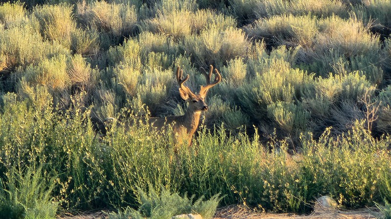 A mule deer buck standing among sagebrush.