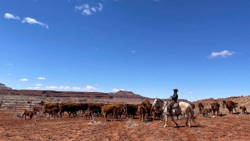 A person on horseback herding cattle in the desert.