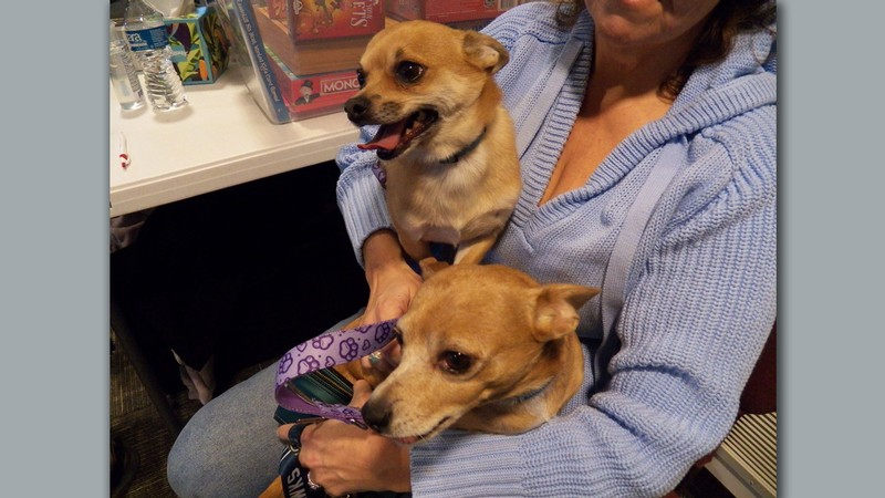 Two Chihuahuas sitting on a person's lap.