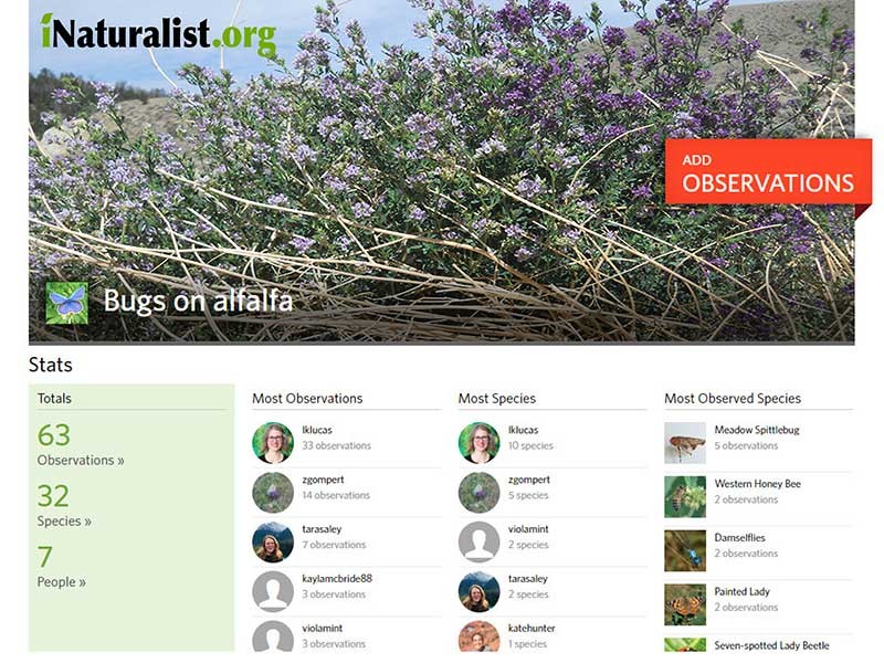 Bugs on Alfalfa webpage