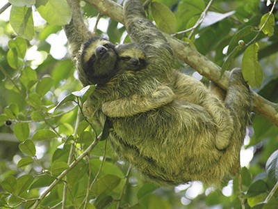 Three-toed sloth in tree