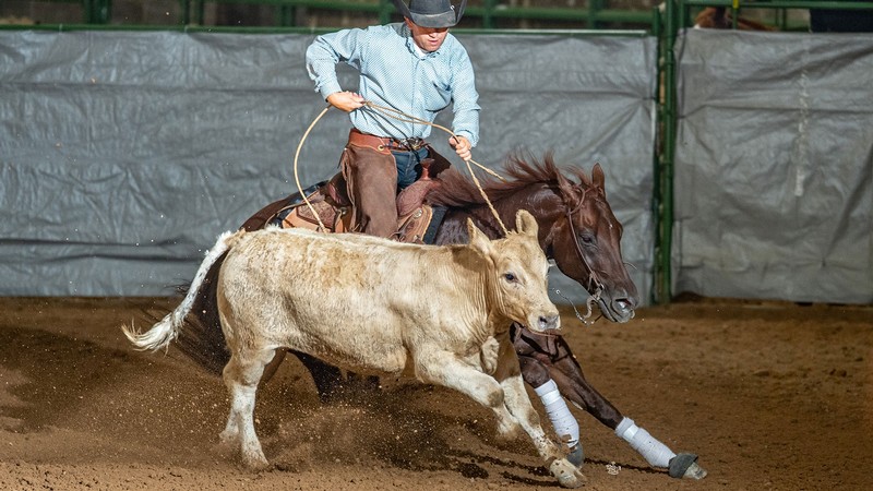 A competitor at a working cow horse competition at the Salt Lake County Equestrian Park.