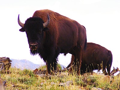 Bison found at Utah's Henry Mountains
