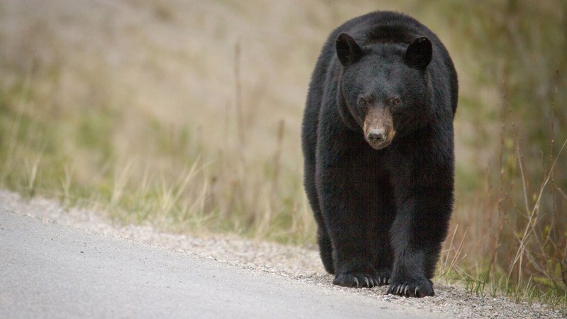 A black bear.