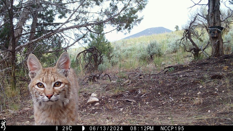 A bobcat in the wilderness, as seen on a trail camera.