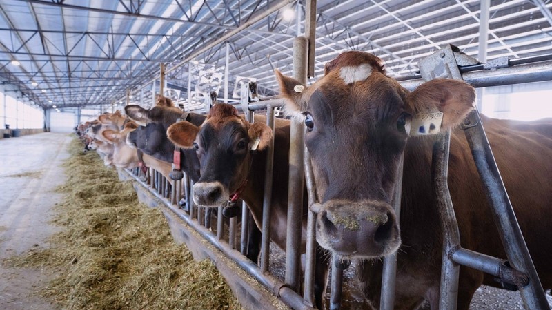 Dairy cows