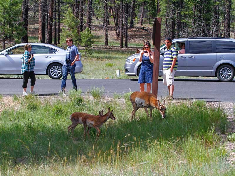 Deer and the public at Grant Teton National Park