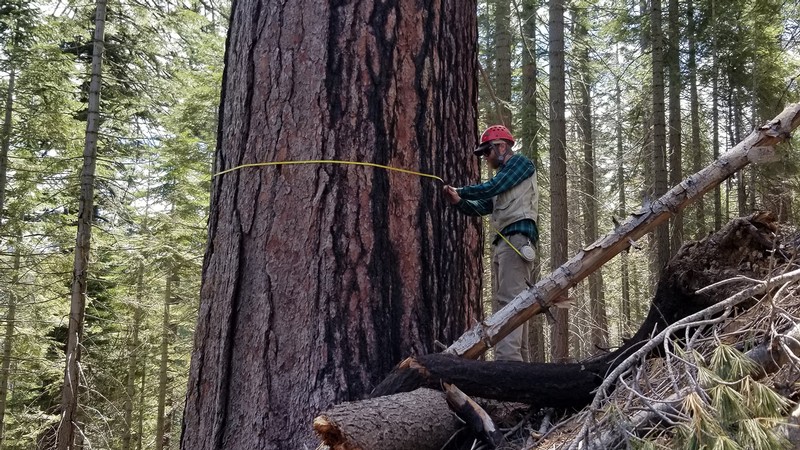 Jim Lutz and a big tree
