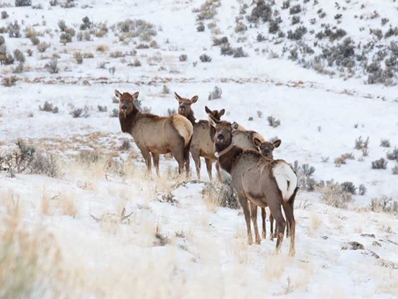 Adult female elk roam roam in Yellowstone National Park