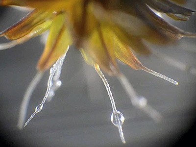 A photograph of the moss Syntrichia caninervis collecting water