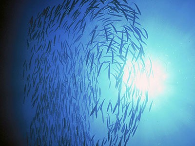 a school of fish