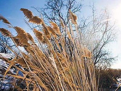 a wetland marsh