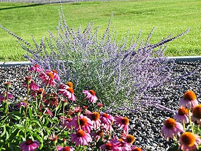 a photograph of a waterwise landscape