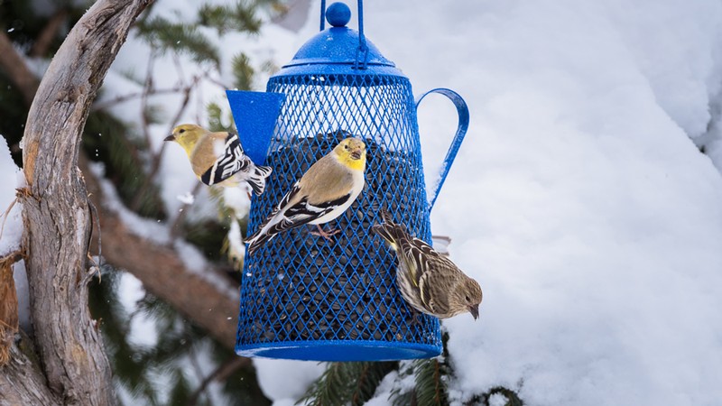 gold finches on a feeder.