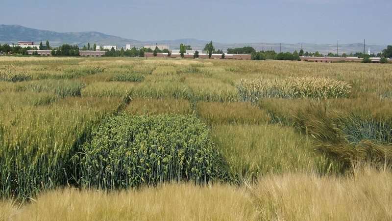 A field divided into small square plots growing grassy crops.