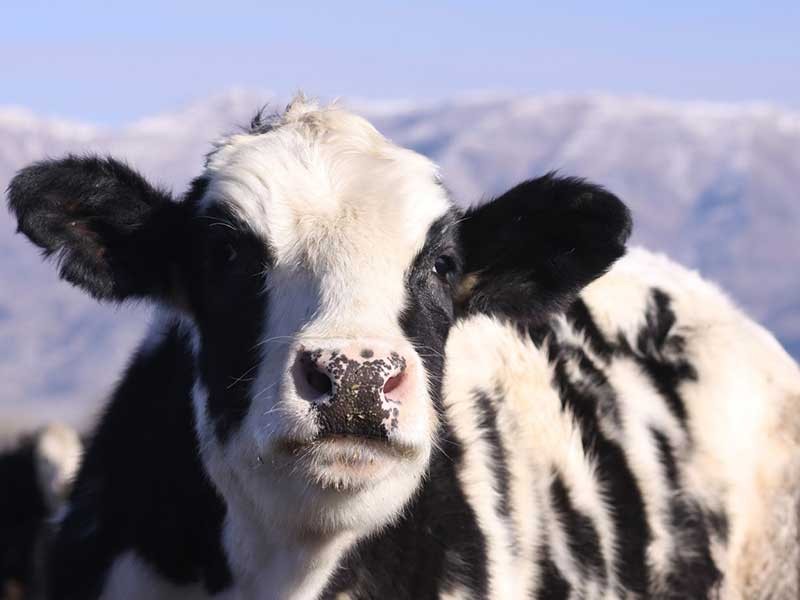 Holstein cow