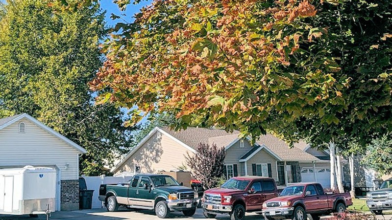 A tree with some brown leaves.