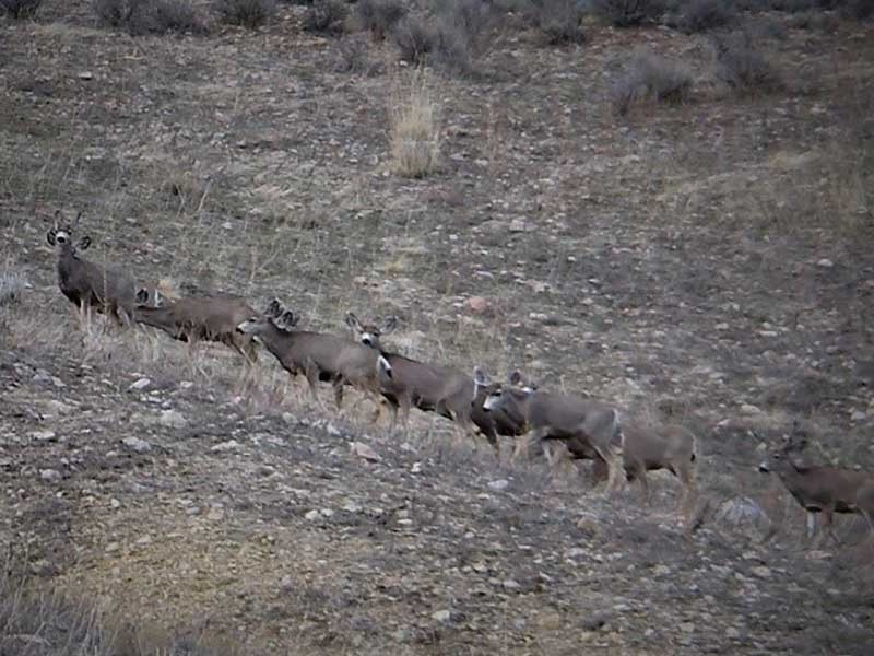 mule deer