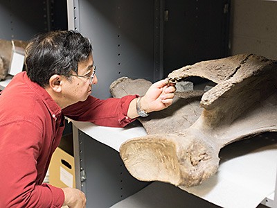 Dr. Kenneth Carpenter, director and curator, USU Eastern Prehistoric Museum