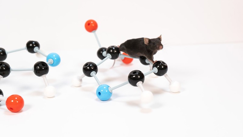 Mouse and a model of Niacin.