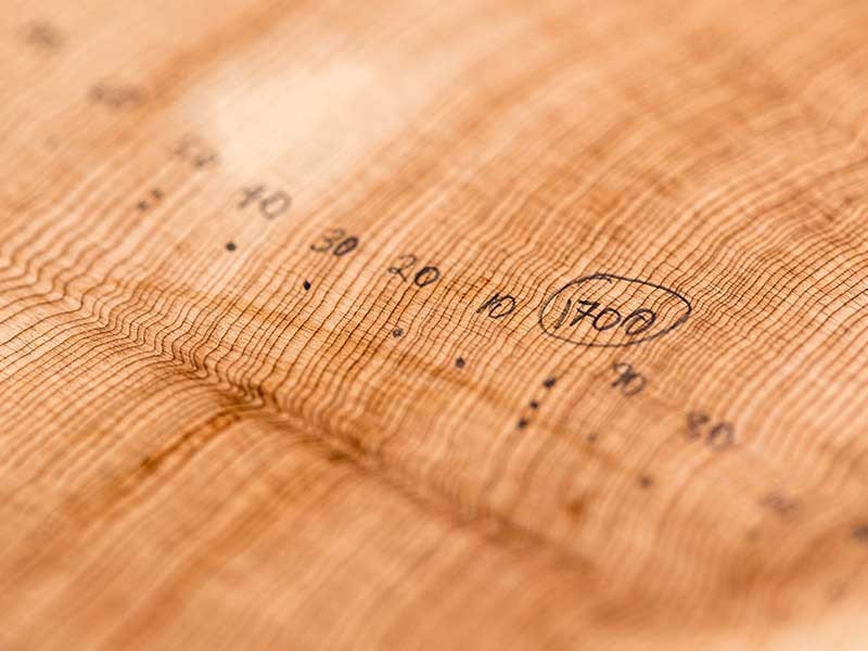 tree rings