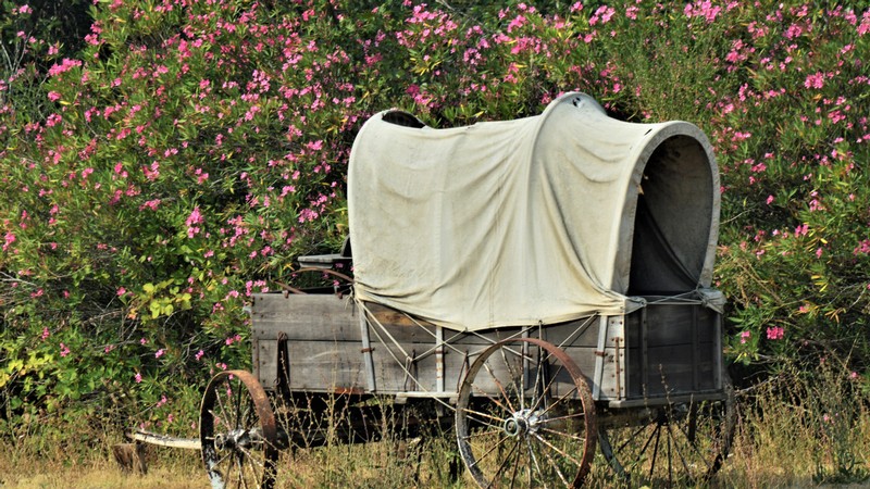 Pioneer Wagon in a field with pink flowers blooming