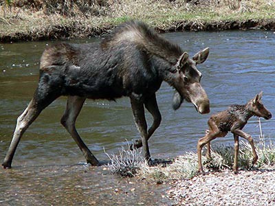 a moose and her calf in Rockey Mountain National Park