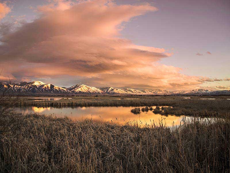 wetland