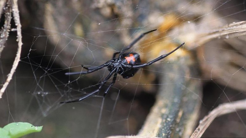 Ask an Expert - Top Three Spooky Spiders in Utah May Not Be So Scary