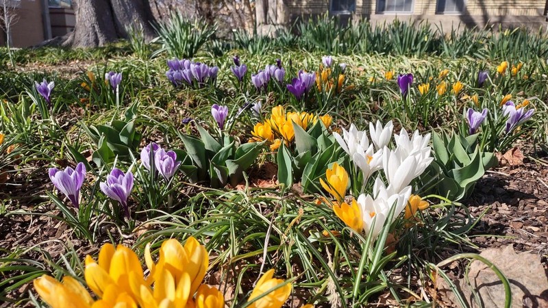 Spring flowers on USU's Logan campus.