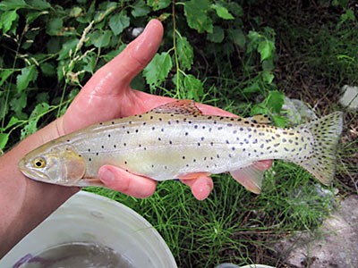 research, a healthy Bonneville cutthroat trout