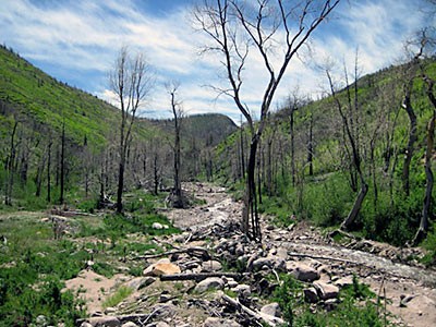an upstream view of vegetation loss around Shingle Creek in Utah
