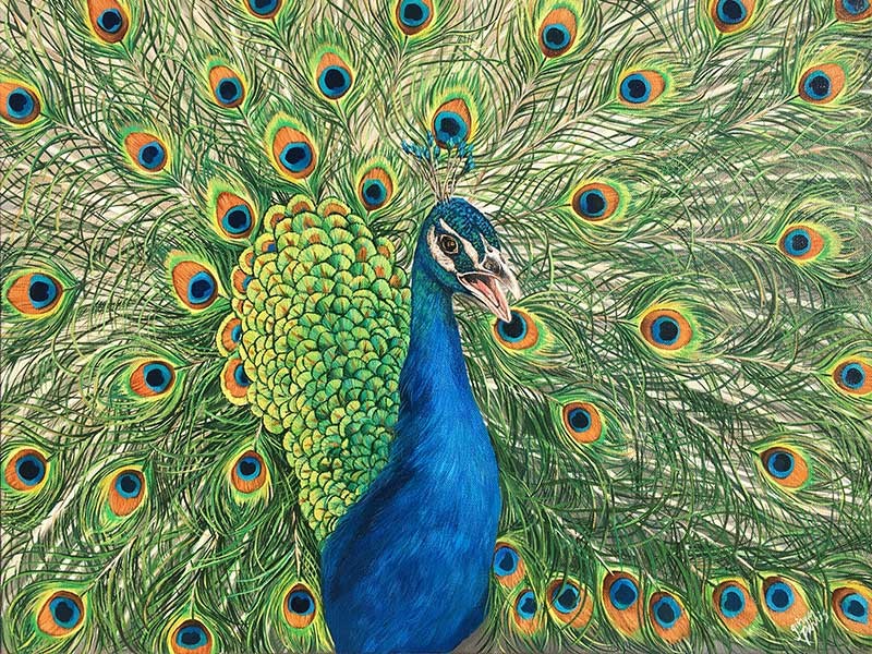 painting of a peacock