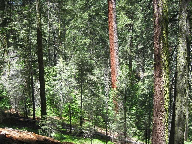 Large-diameter trees in the sugar pine/white fir forest of Yosemite National Park