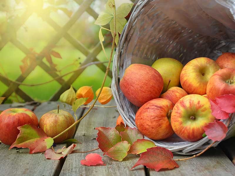 basket of apples