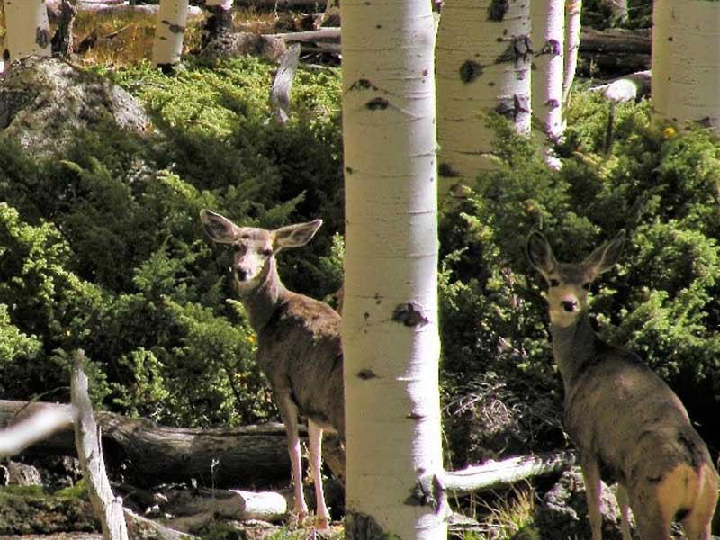 Mule deer inside the Pando aspen clone near Fish Lake, Utah