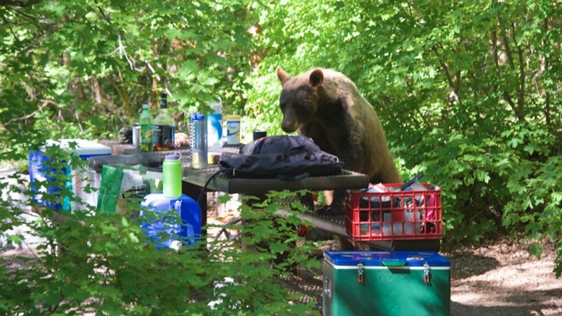 black bear climbing on a campground picnic table looking for food.