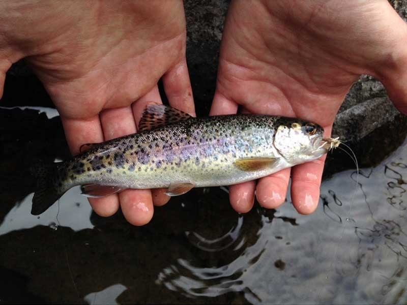 fish in the Yellowstone River watershed