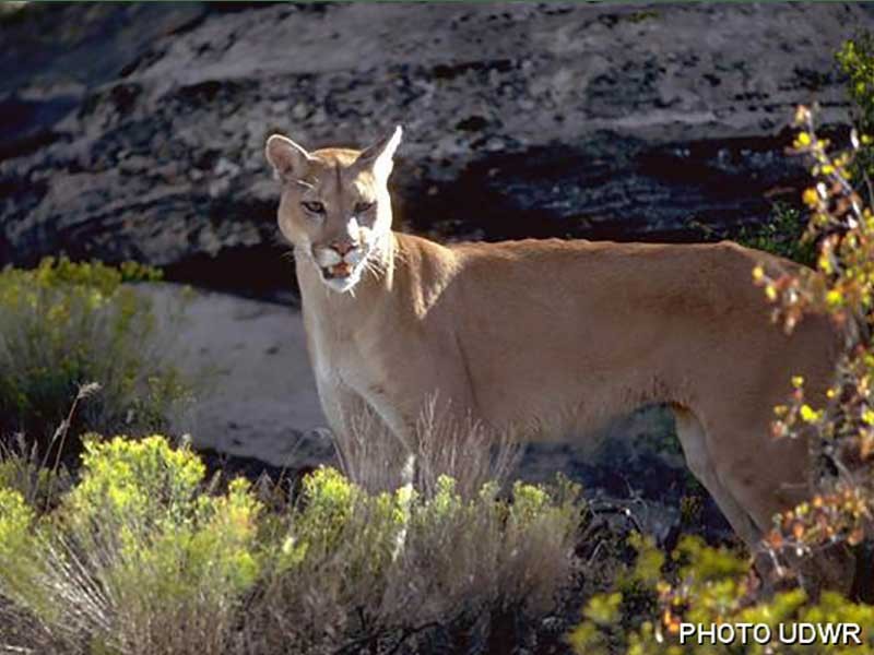 cougar in the wild.