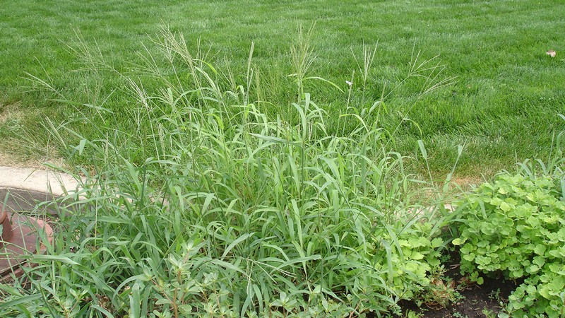 crabgrass in a grassy yard.
